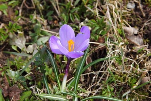 Blooming purple crocus - flower primrose. Spring garden