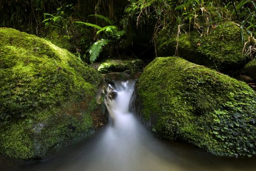 Small stream flowing through green moss covered rocks. New Zealand
