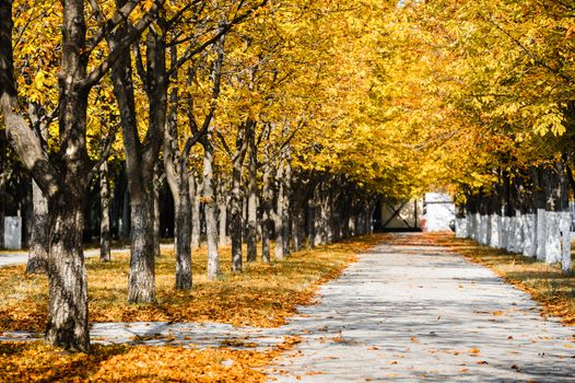 Autumn park alley with yellow leaves on trees