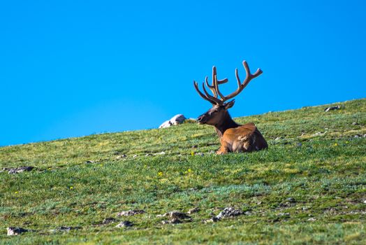 Elk relaxing on the tundra at the Rocky Mountain National Park