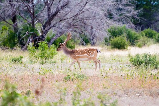 Spotted fallow on a South Texas Ranch