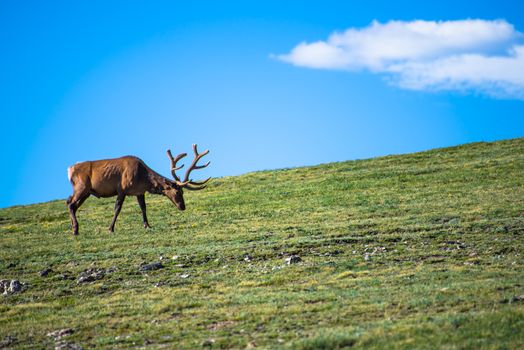 Elk on the Tundra at the Rocky Mountain National Park