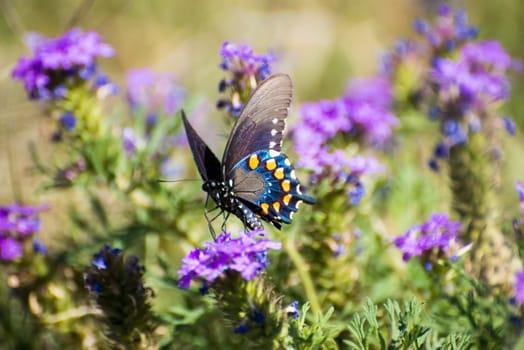 Pipevine Swallowtail Butterfly enjoying a purple flower
