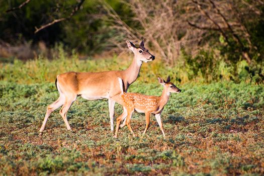 South Texas Whitetail fawn with its mother