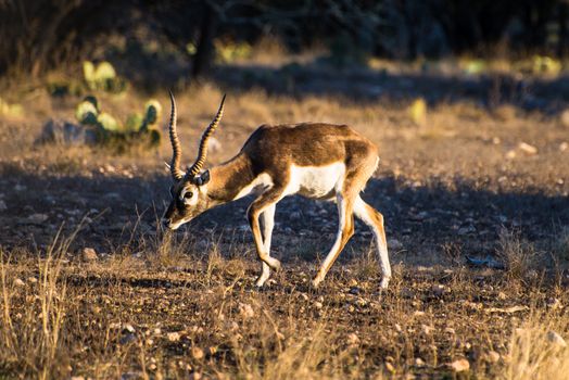 Blackbuck Antelope walking with his head down