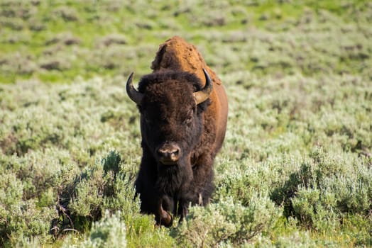 Bison walking towards the camera at the Yellowstone National Park