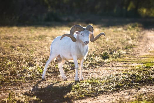 Sunrise behind a Texas Dall Ram creating a halo