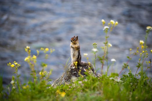 Chipmunk standing by the Madison River in Yellowstone.