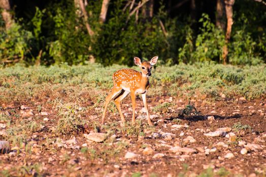 A young South Texas fawn standing awkwardly