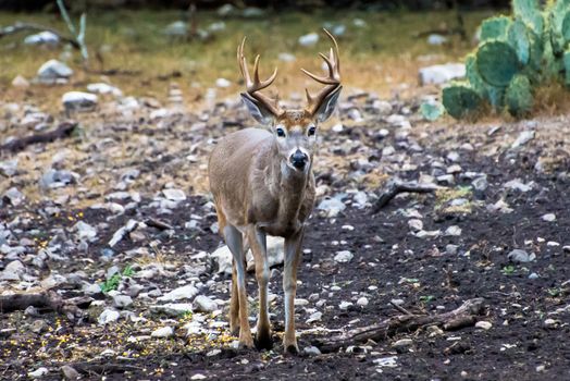 White tail buck walking towards the camera.