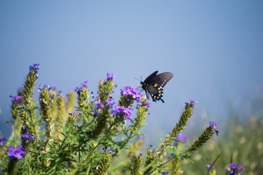 Male Pipevine Swallowtail on a purple flower with a blue background