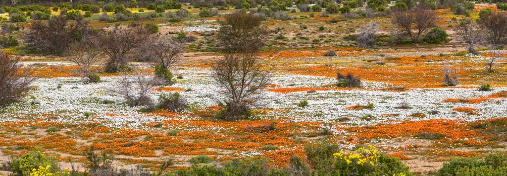 A river of orange and white wild flowers at Wallekraal between Garies and Hondeklipbaai in the Northern Cape Namaqualand of South Africa