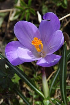 Blooming purple crocus - flower primrose. Spring garden