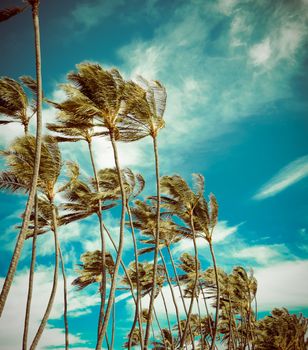 Retro Styled Photo Of Vintage Palm Trees In The Wind In Hawaii