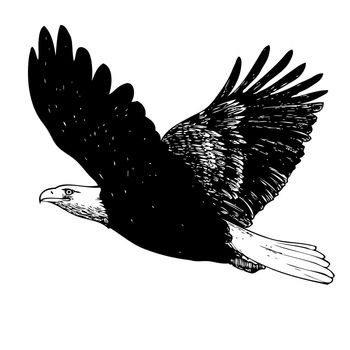 Black and white eagle hand drawn on white background