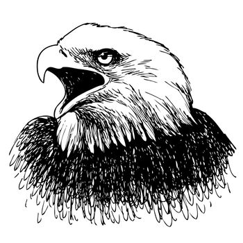 Black and white eagle hand drawn on white background