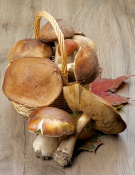 Heap of Fresh Ripe Porcini Mushrooms, Orange-Cap Boletus and Peppery Bolete on Maple Leafs closeup on Textured Wooden background