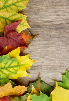 Border of Various Multi Colored Autumn Leafs closeup on Textured Wooden background