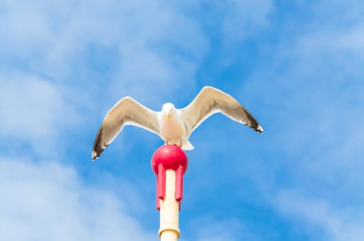 Big seagull sitting on a wooden post and flaps its wings.