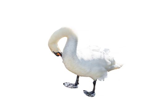 A swan standing with bowed head against white background