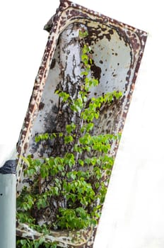 Old bathtub is adherent to a tree. Isolated against white background