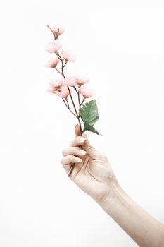 Woman hand with sakura or cherry tree. Vertical photo