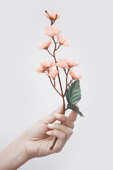 Woman hand with sakura or cherry tree. Vertical photo
