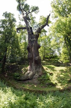 Image of the memorable oak tree - 800 year old oak.
Ancient oak tree of the prince Oldrich growing under the Peruc village , east of Louny city. It is among the most famous trees in Bohemia. The state protected tree is high over 30 m, its girth at breast amount is 750 cm, 950 cm foot of the tree. Age of the tree is estimated over 800 years. peruc, Czech republic.