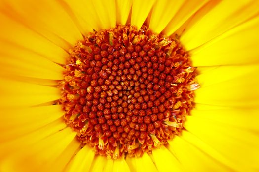 Detail of the bloom of the marigold