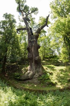Image of the memorable oak tree - 800 year old oak.
Ancient oak tree of the prince Oldrich growing under the Peruc village , east of Louny city. It is among the most famous trees in Bohemia. The state protected tree is high over 30 m, its girth at breast amount is 750 cm, 950 cm foot of the tree. Age of the tree is estimated over 800 years. peruc, Czech republic.