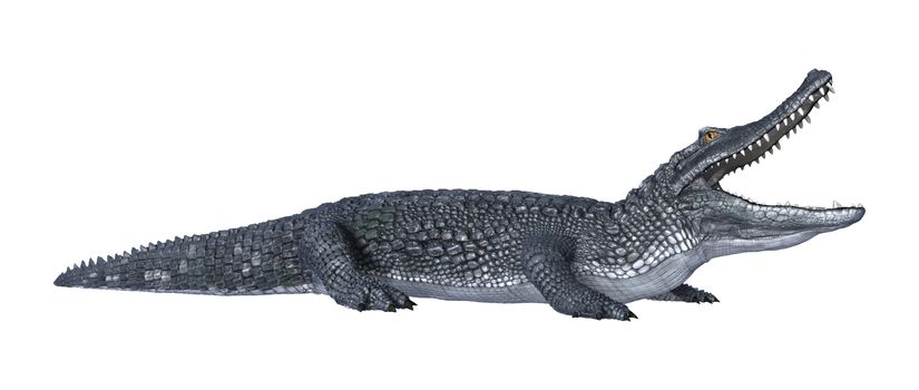 3D digital render of an alligator caiman isolated on white background