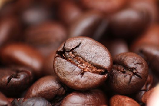 Closeup of coffee seed and focus on fracture of it