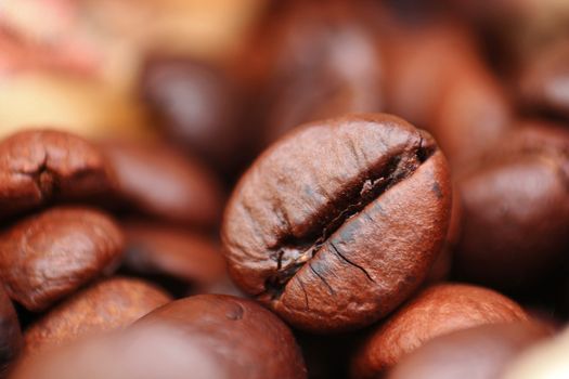 Closeup of coffee seed with focus on one