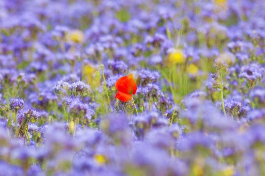 Field of Phacelia with a Lone Red Poppy