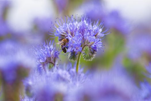 Closeup of Phacelia Flower with a Bee Collecting Nectar