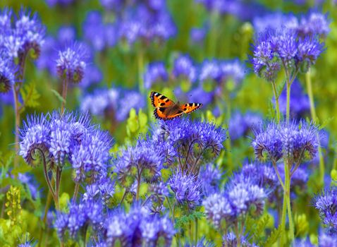 Field of Phacelia and Butterfly