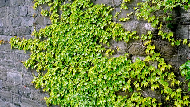 close up green plant on stone panel horizontal