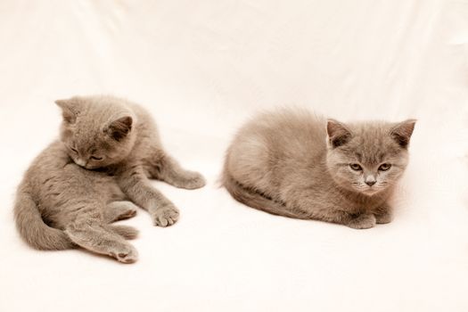 Two grey kittens on pink background
