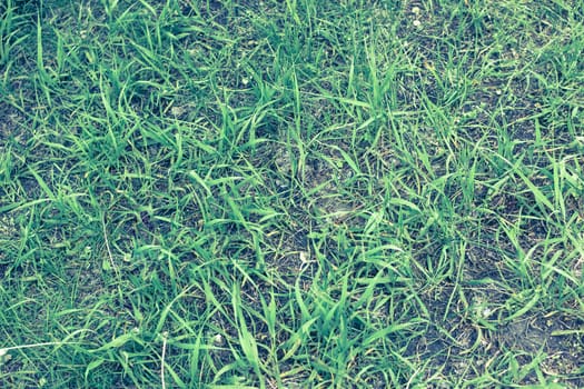Green grass and earth view from above. It can be used as texture