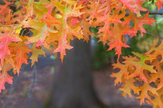 Oak Tree Foliage on Tree Branches in Fall Colors Closeup Macro