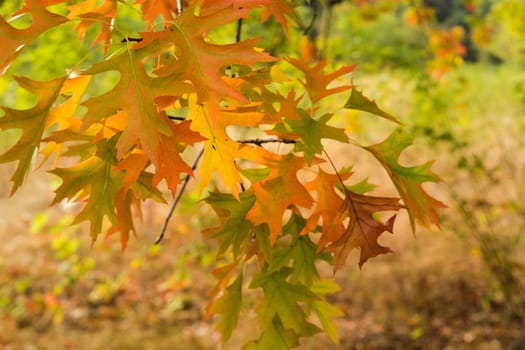 Oak Tree Foliage on Tree Branches with Morning Warm Light in Fall Colors Closeup Macro