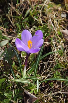 Blooming purple crocus - flower primrose. Spring garden