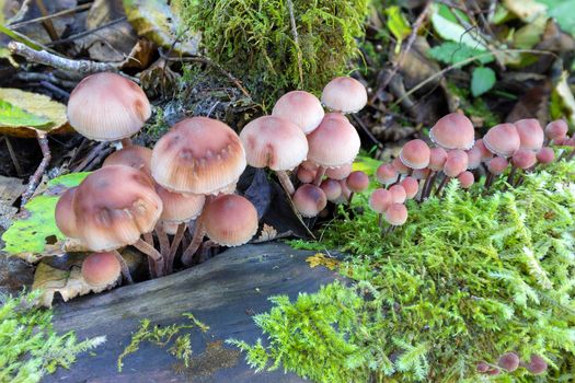 Mushrooms Growing on a Log among green moss in the Pacific Northwest Forest in Fall Season Closeup Macro