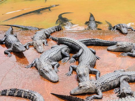 group of crocodiles on the river bank