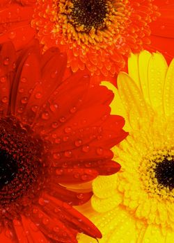 Background of Beauty Red, Orange and Yellow Gerbera Flowers with Water Droplets closeup