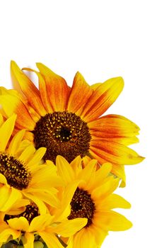 Heap of Beautiful Sunflowers  in Corner closeup Isolated on White background