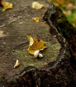 Small Edible Mushroom on Tree Stump with Autumn Leafs closeup Outdoors