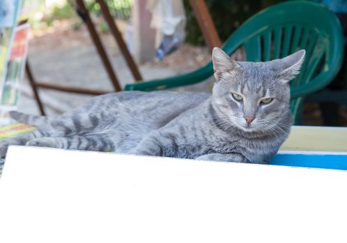 portrait of very beautiful young smoky cat