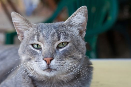 portrait of very beautiful young smoky cat