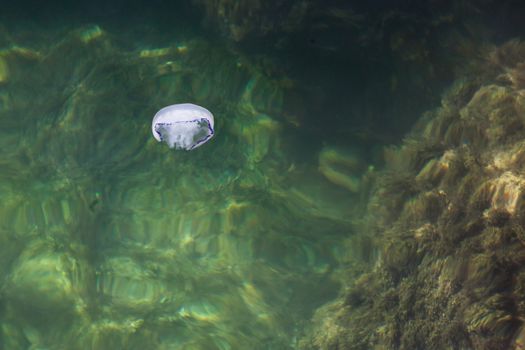 the beautiful white jellyfish floating in the sea